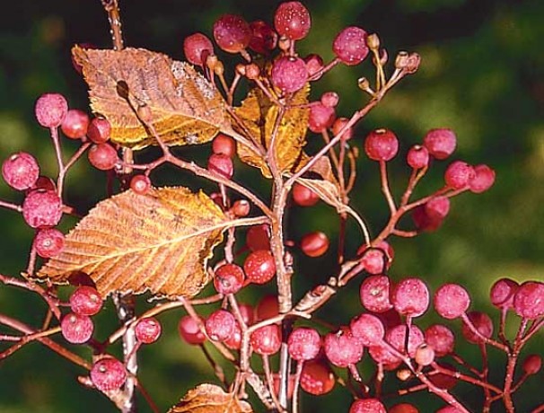 Whitebeam Mountain Ash Whitebeam Mountain Ash